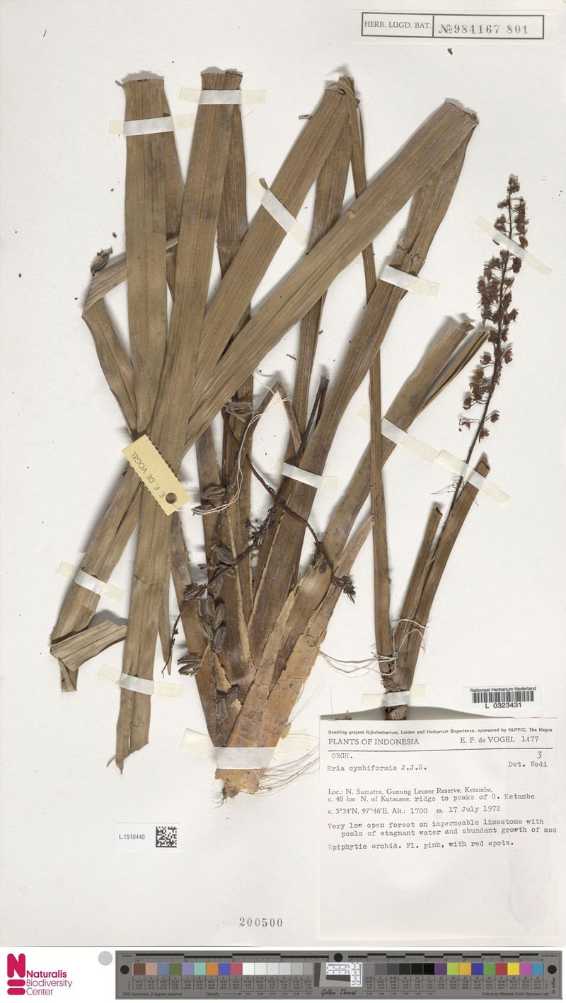 Cymboglossum cymbiforme photo 4
