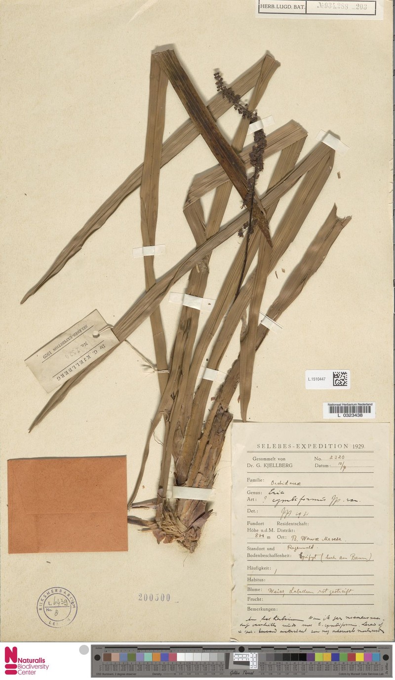 Cymboglossum cymbiforme photo 5