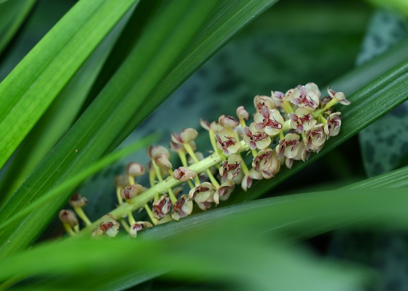 Cymboglossum cymbiforme