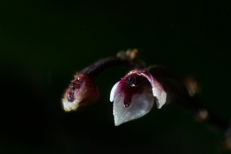 Cymboglossum grande