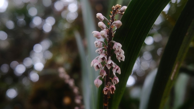 Cymboglossum grande photo 2
