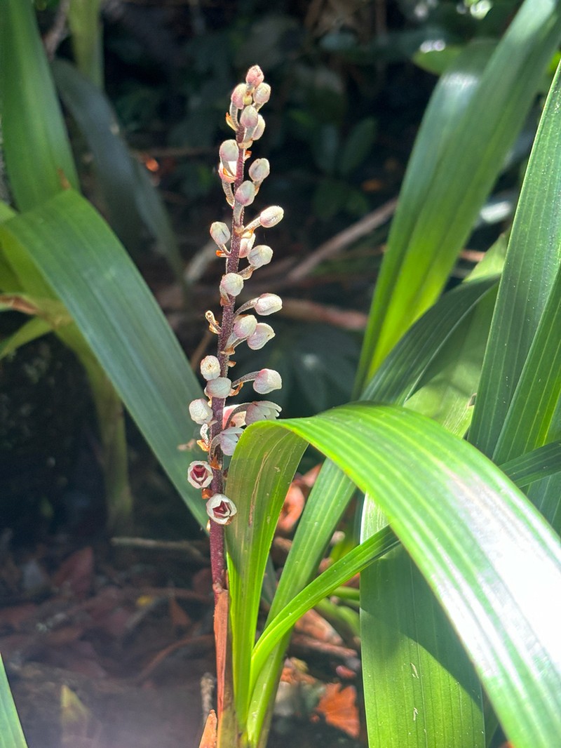 Cymboglossum grande photo 3