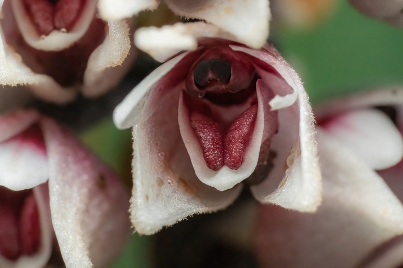 Cymboglossum grande photo 4