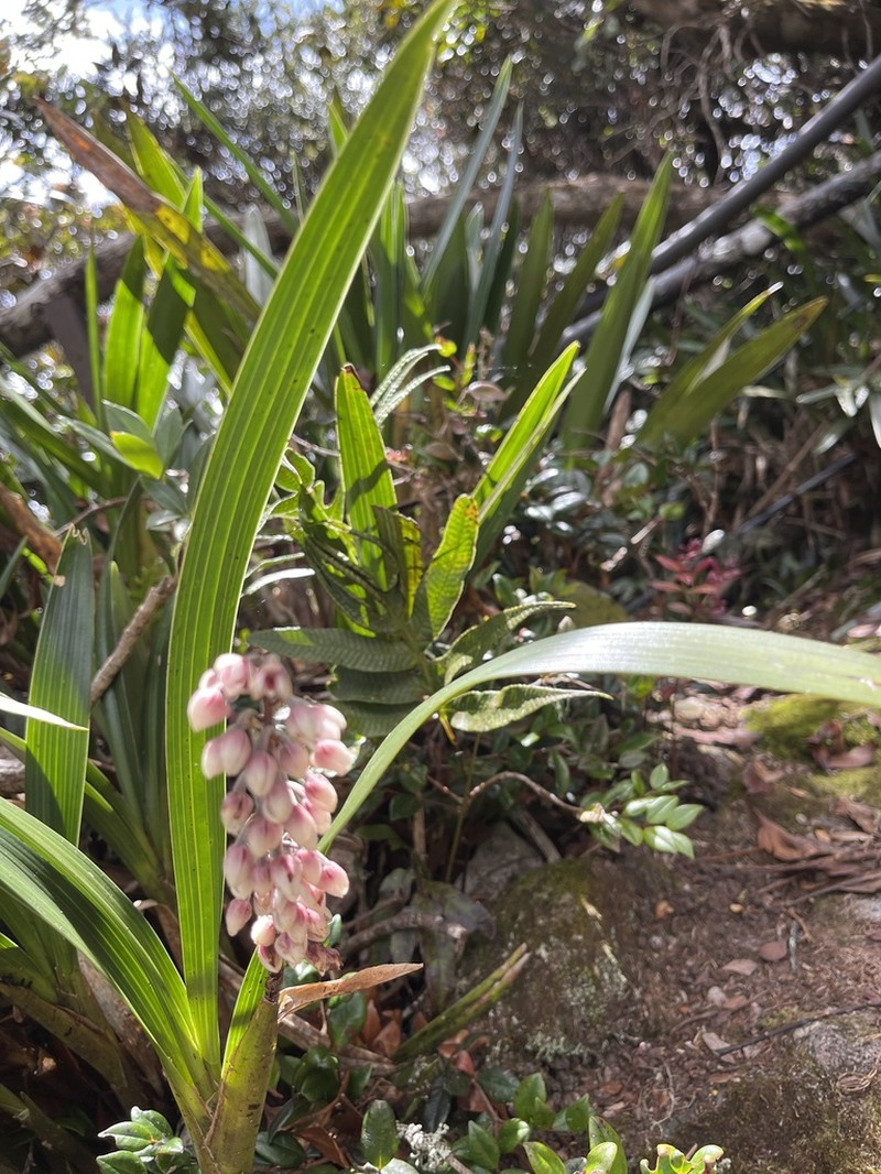 Cymboglossum grande photo 5