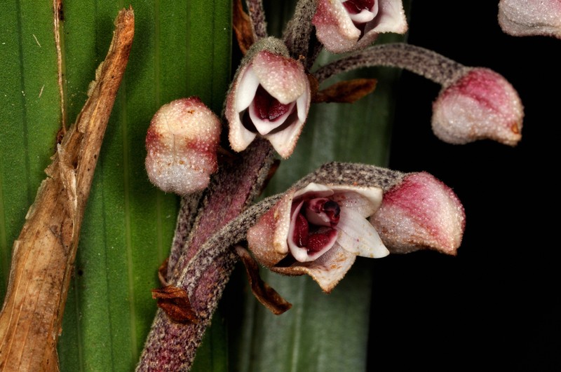 Cymboglossum grande photo 6