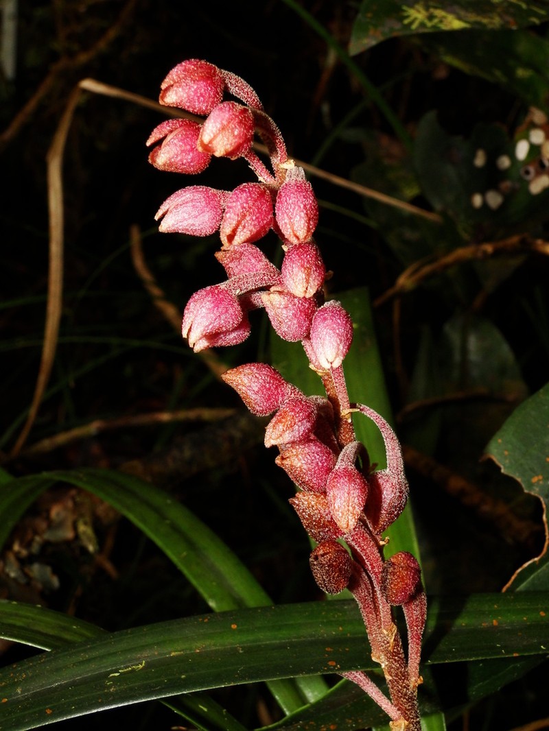 Cymboglossum grande photo 7