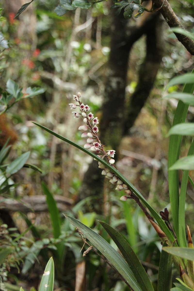 Cymboglossum grande photo 8
