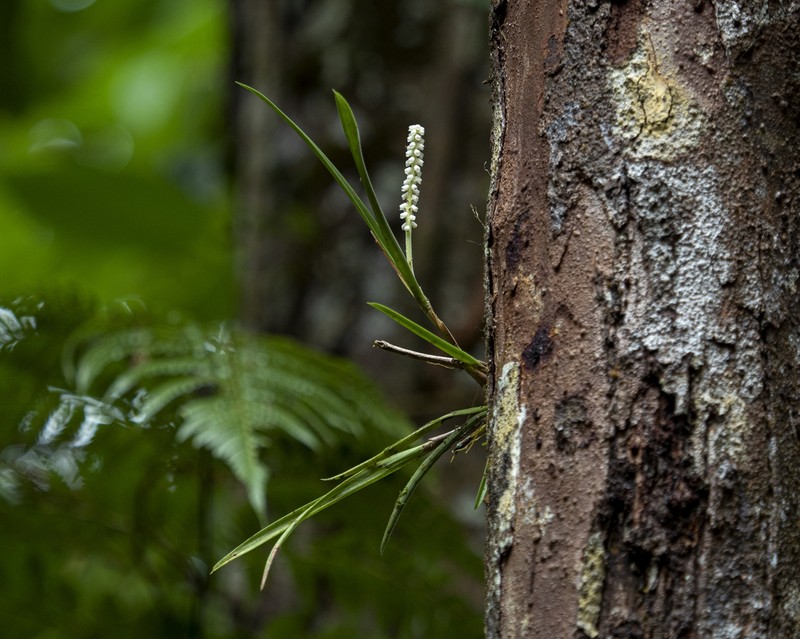 Cymboglossum longifolium