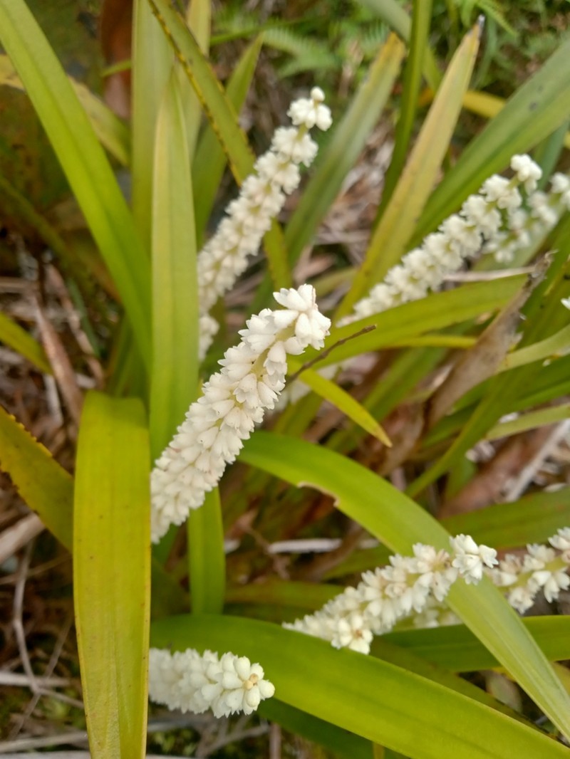 Cymboglossum longifolium photo 2