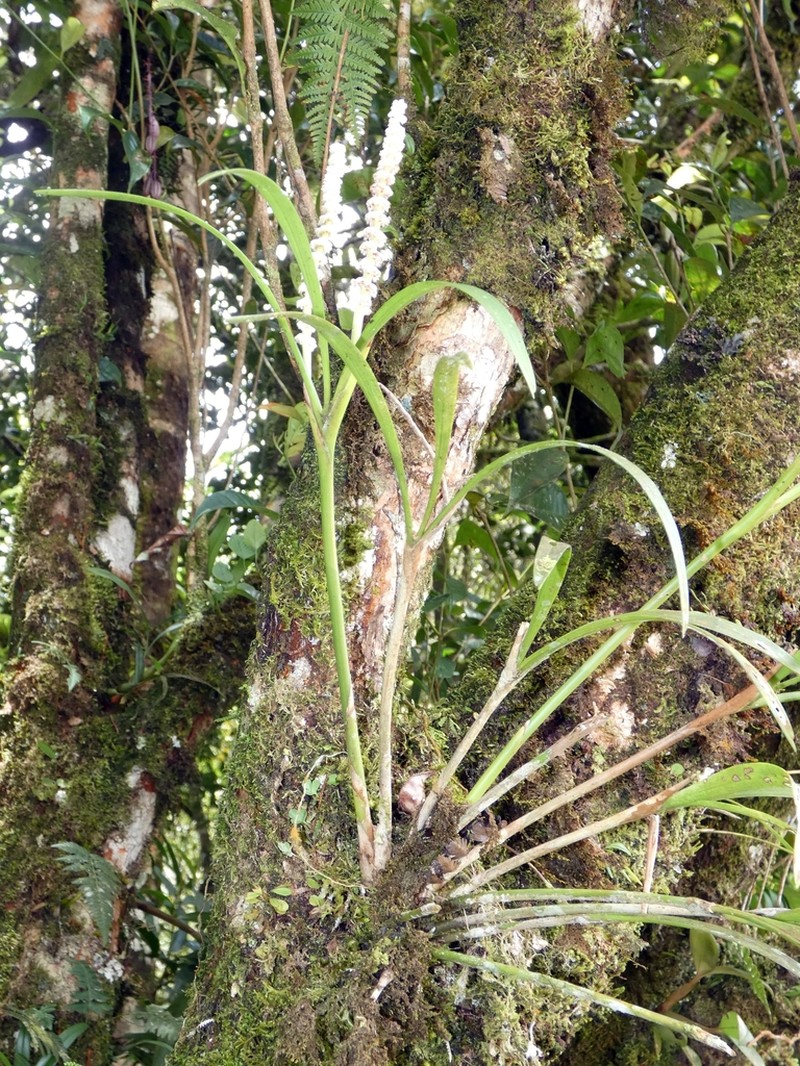 Cymboglossum longifolium photo 3