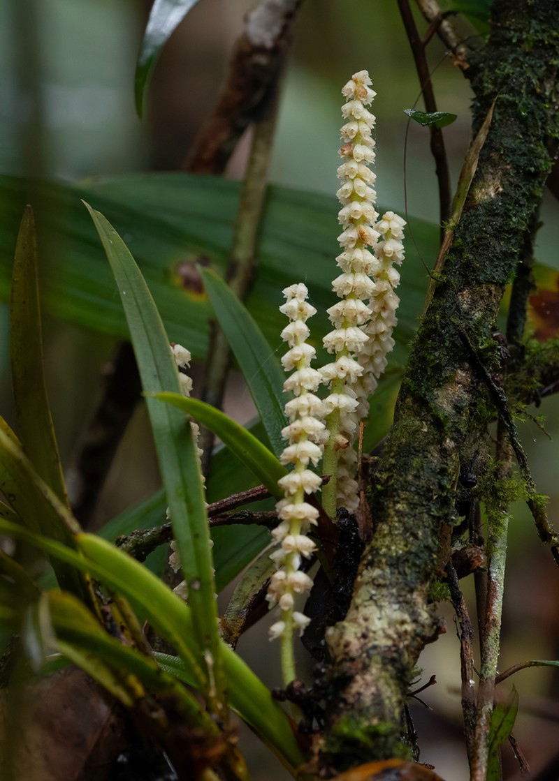 Cymboglossum longifolium photo 4