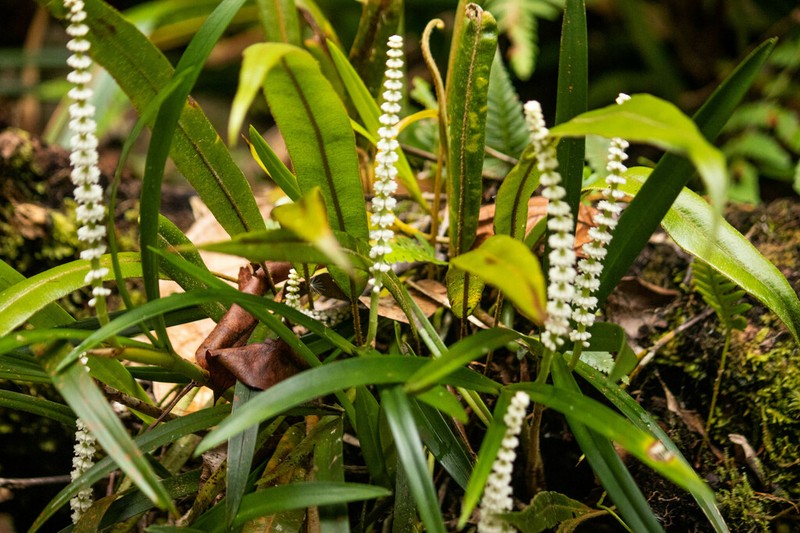 Cymboglossum longifolium photo 5