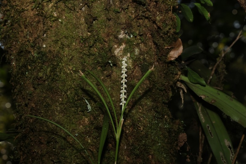 Cymboglossum longifolium photo 6
