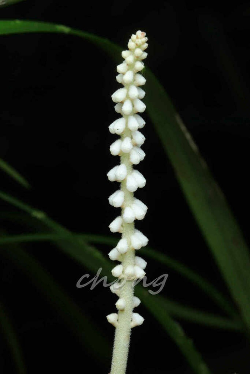 Cymboglossum longifolium photo 7