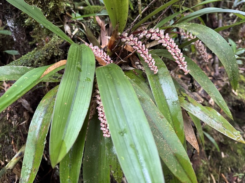 Cymboglossum maculiflorum