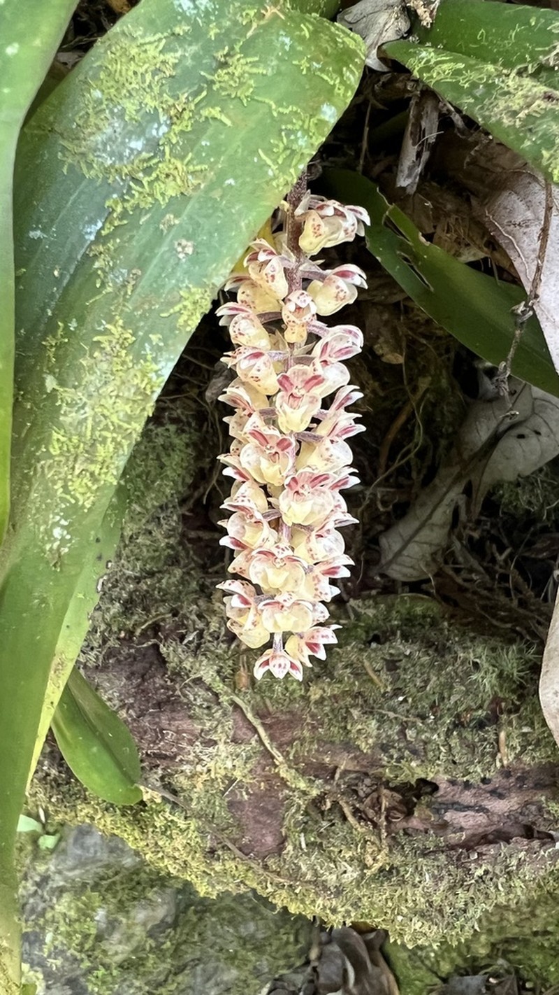 Cymboglossum maculiflorum photo 3