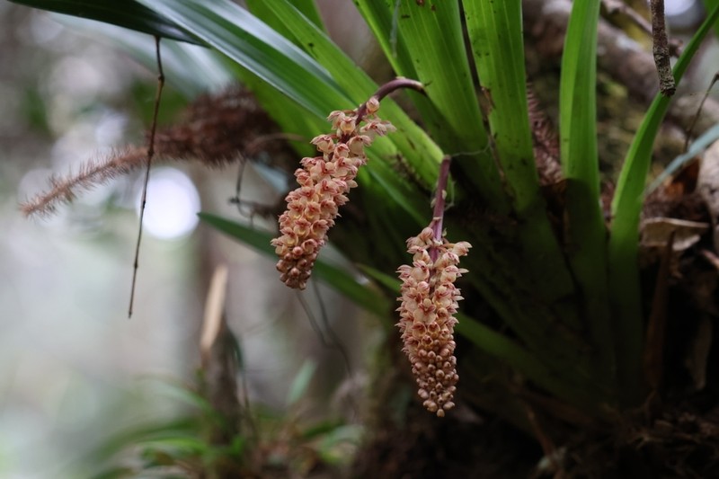 Cymboglossum maculiflorum photo 4
