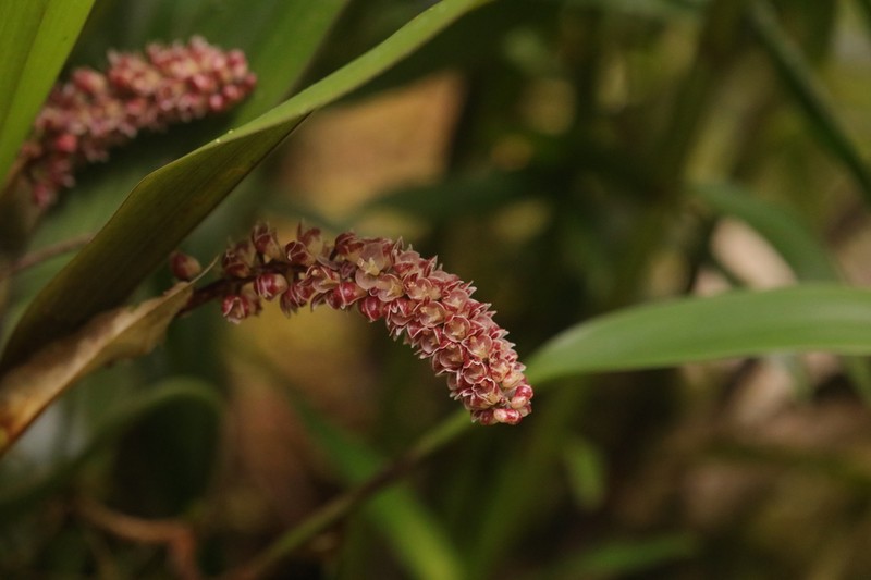 Cymboglossum maculiflorum photo 5