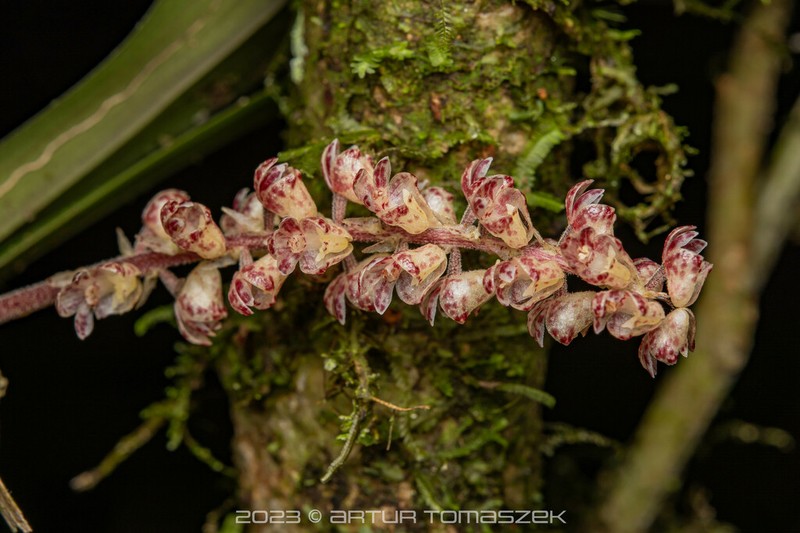 Cymboglossum maculiflorum photo 6