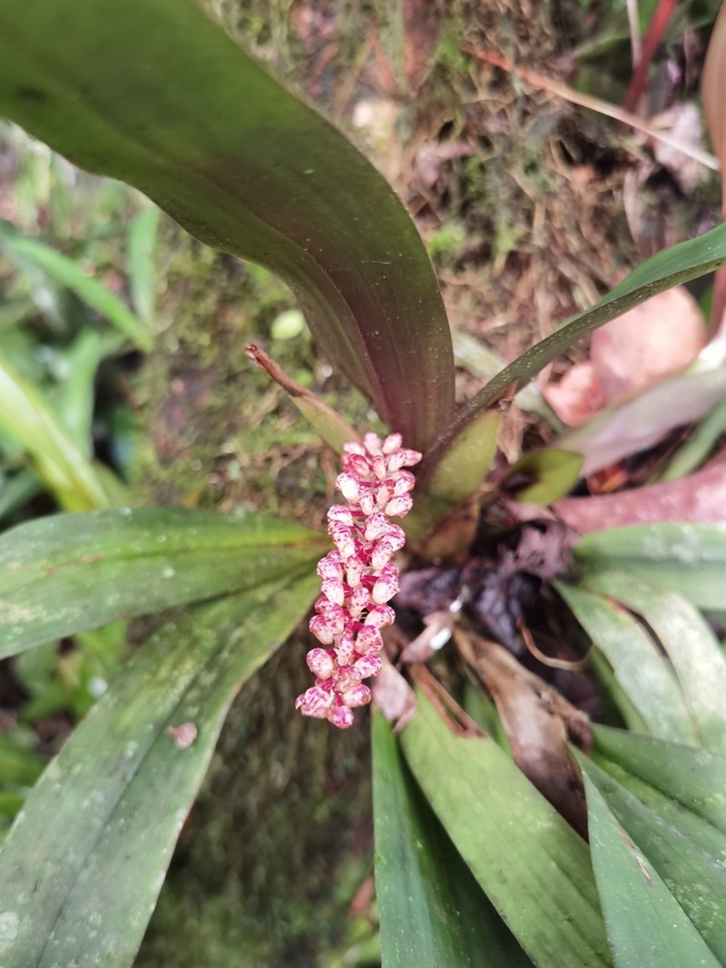 Cymboglossum maculiflorum photo 7
