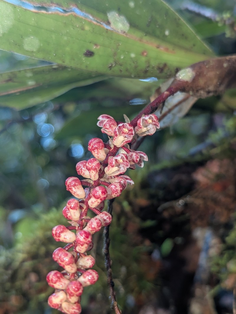 Cymboglossum maculiflorum photo 8
