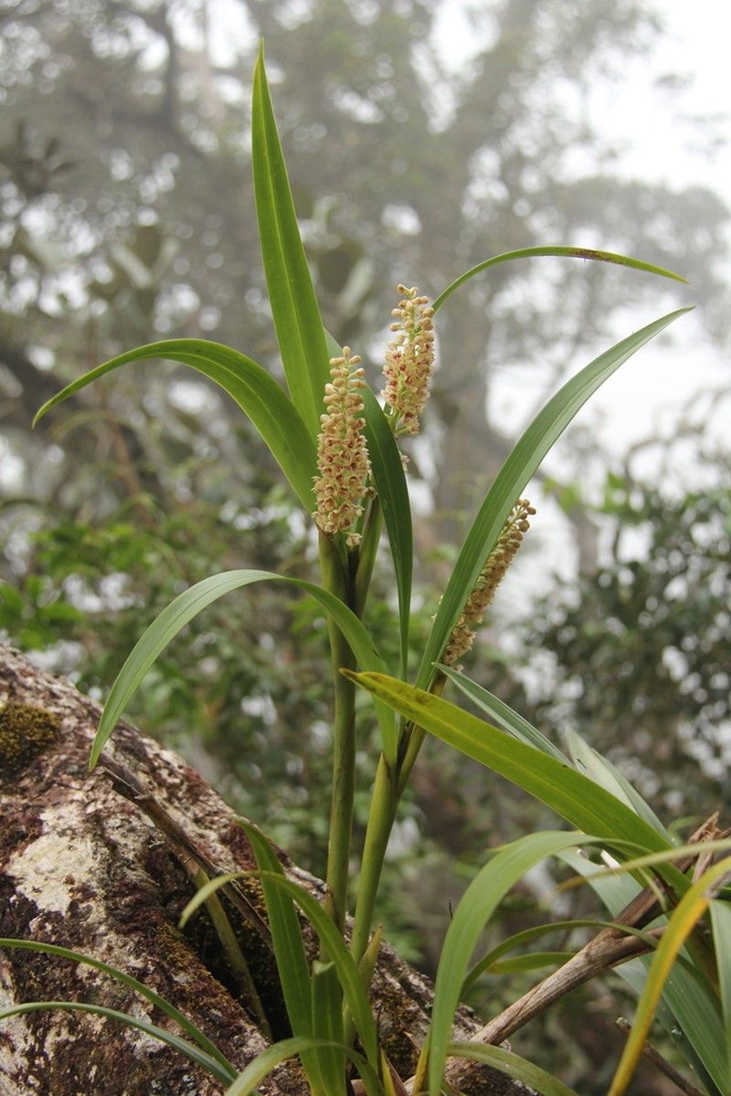 Cymboglossum pseudocymbiforme