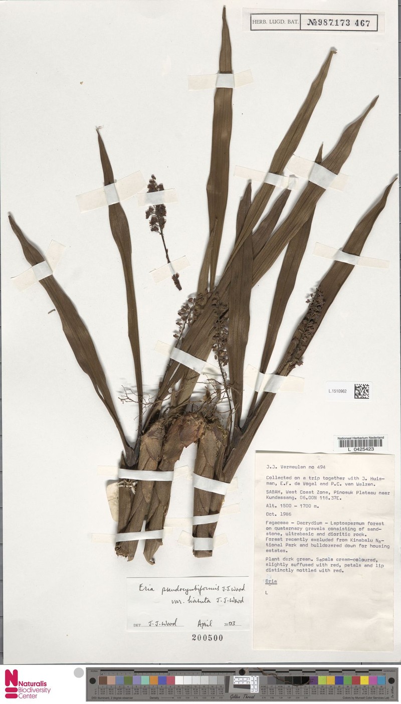 Cymboglossum pseudocymbiforme photo 2