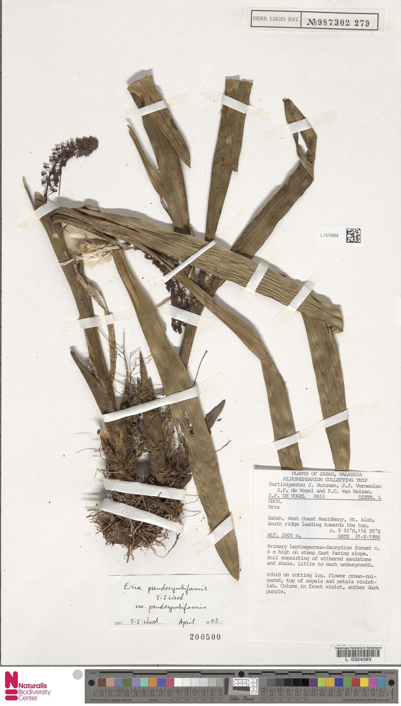 Cymboglossum pseudocymbiforme photo 3