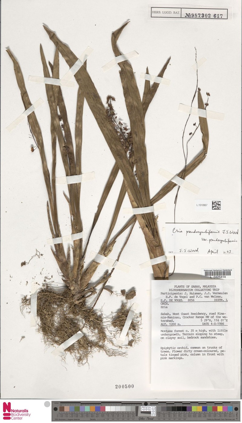 Cymboglossum pseudocymbiforme photo 4