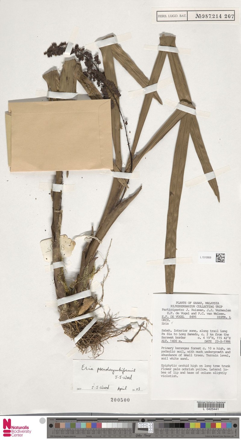 Cymboglossum pseudocymbiforme photo 5