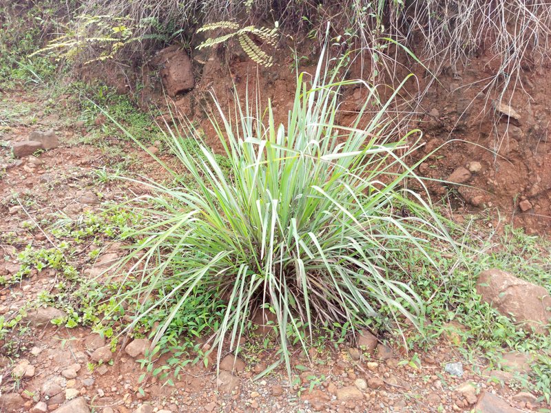 Lemon Grass photo 2