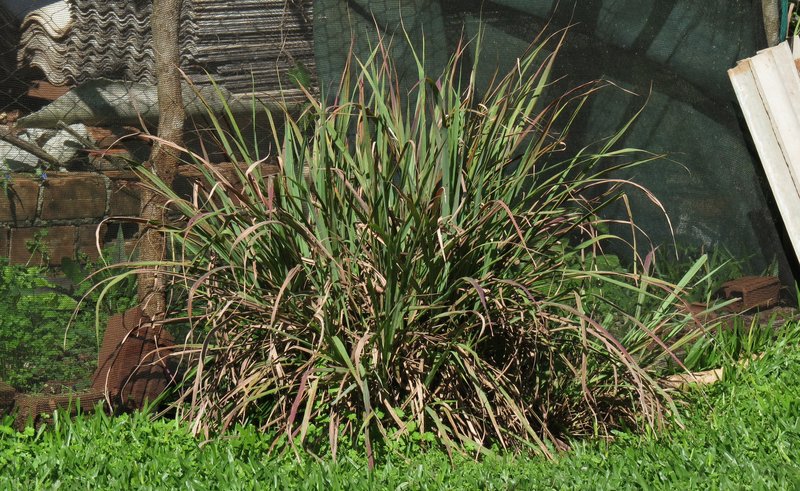 Lemon Grass photo 3