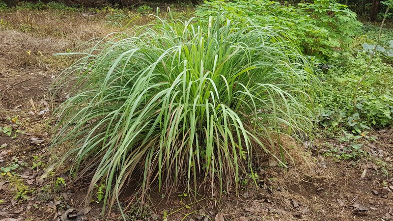 Lemon Grass photo 4