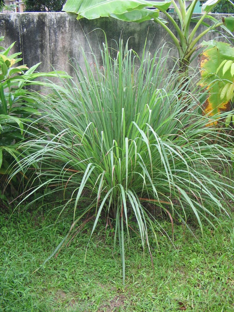 Lemon Grass photo 7