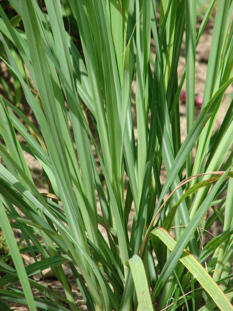 Lemon Grass photo 8