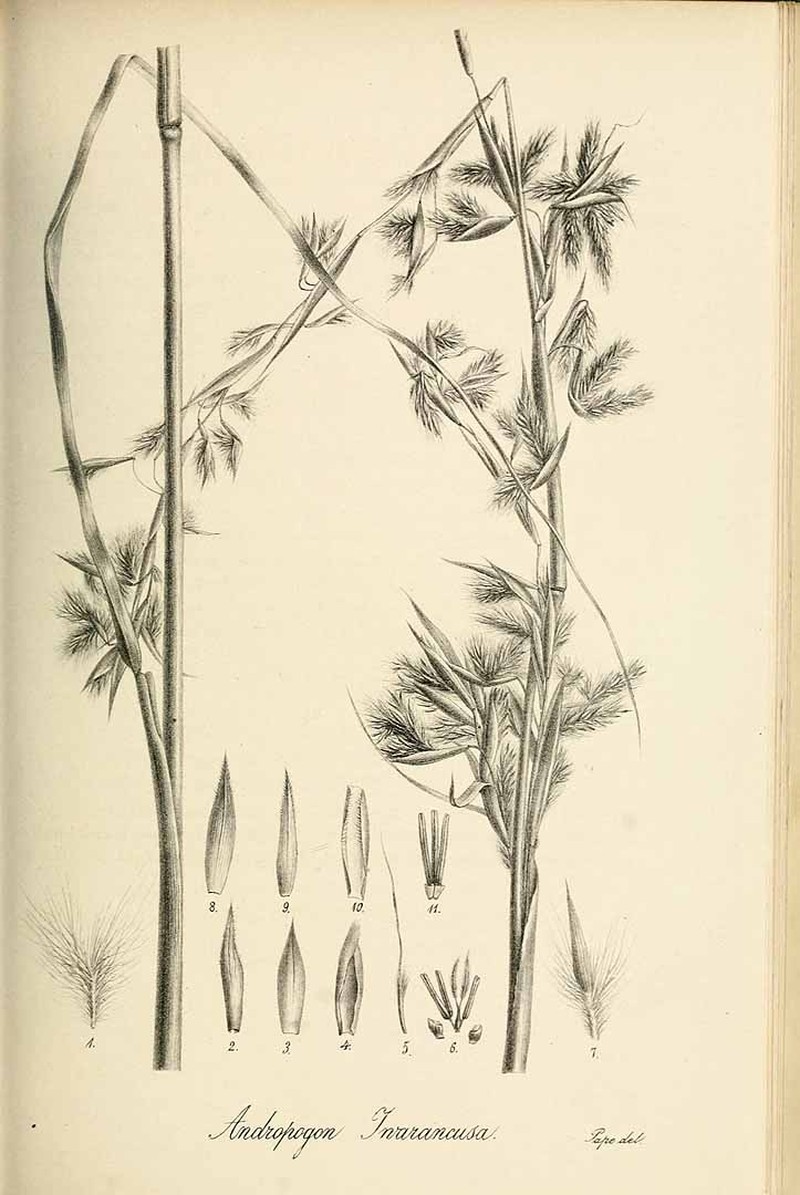 Iwarancusa Grass