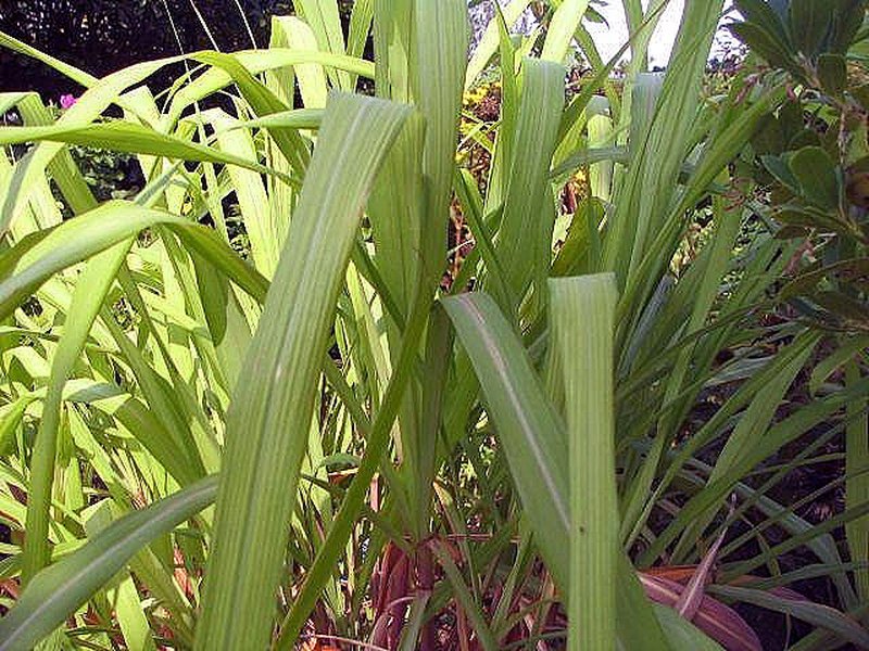 Citronella Grass photo 2