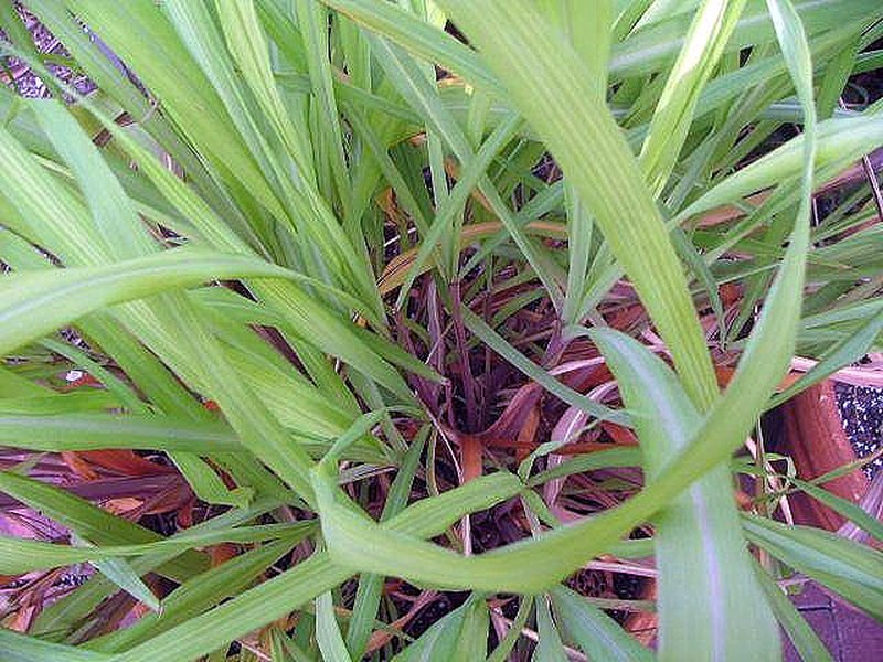 Citronella Grass photo 3