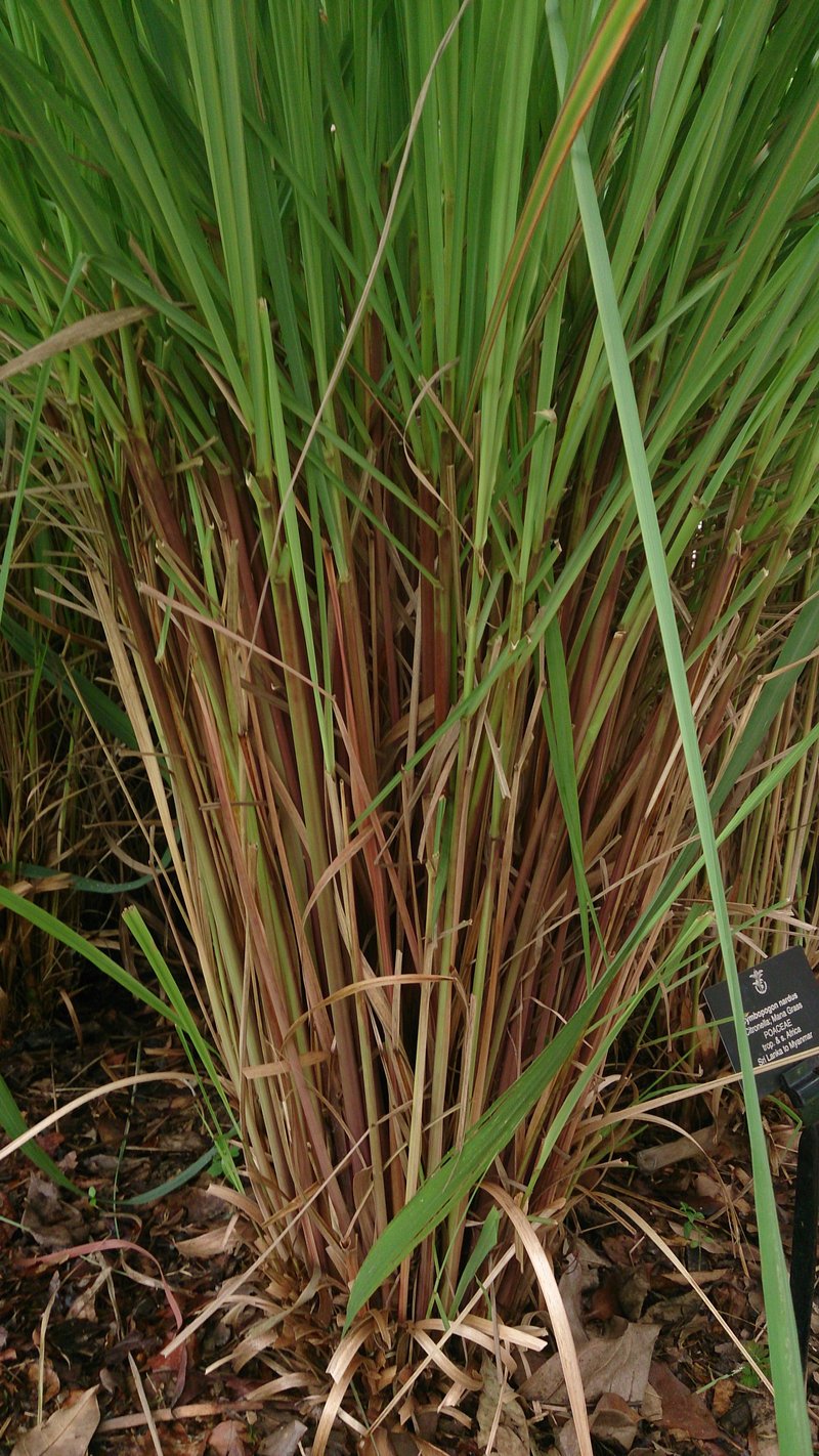Citronella Grass photo 4