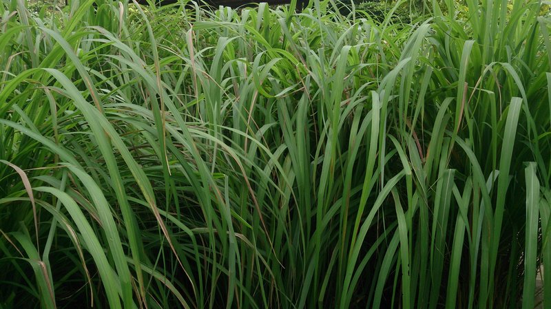 Citronella Grass photo 5