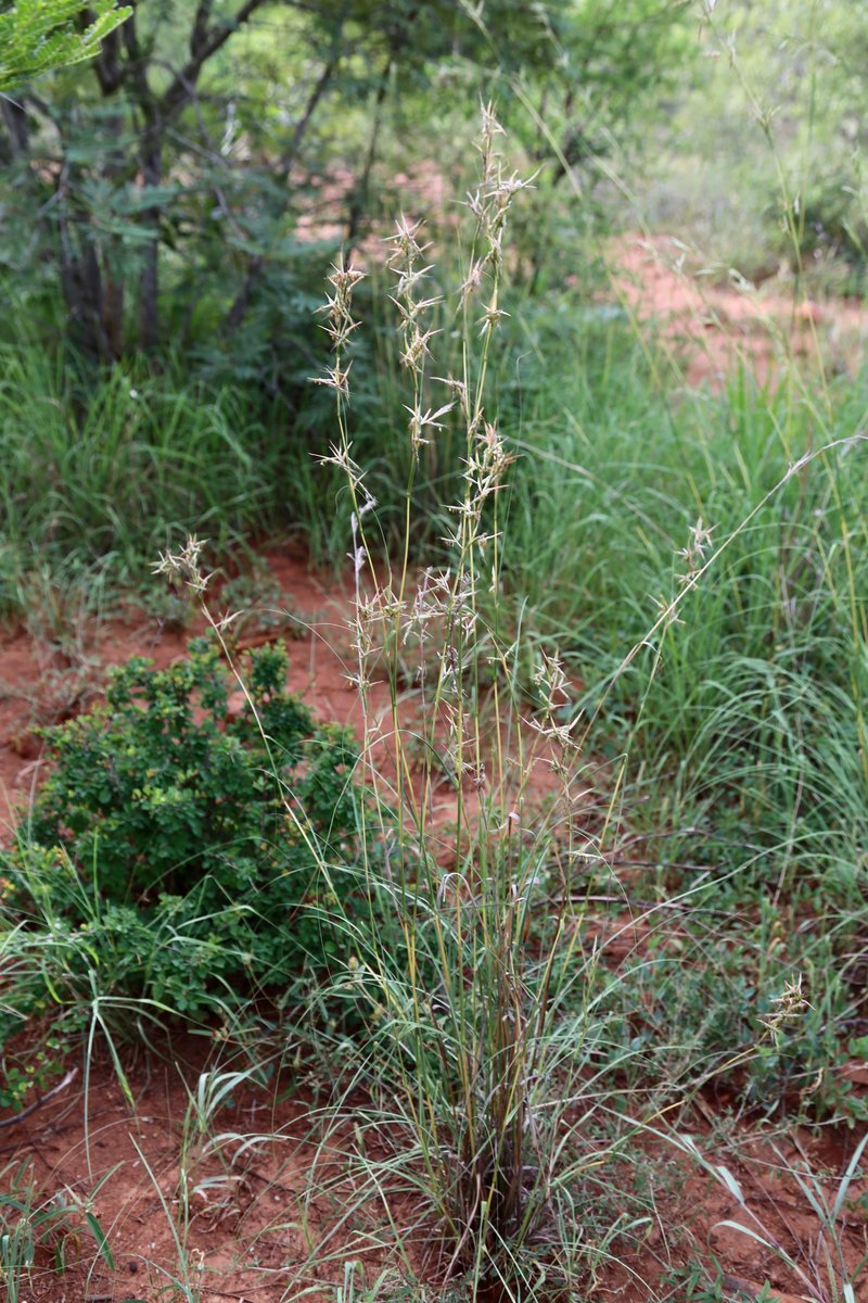 Citronella Grass photo 6