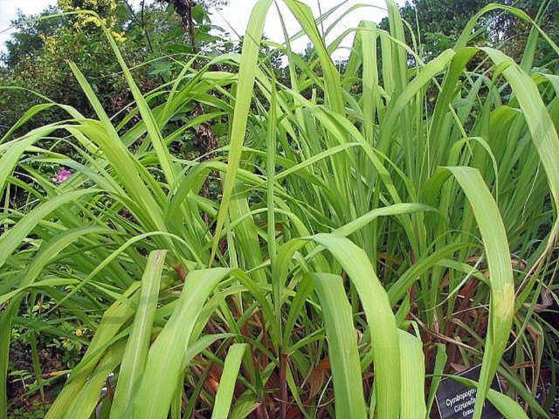 Citronella Grass photo 7