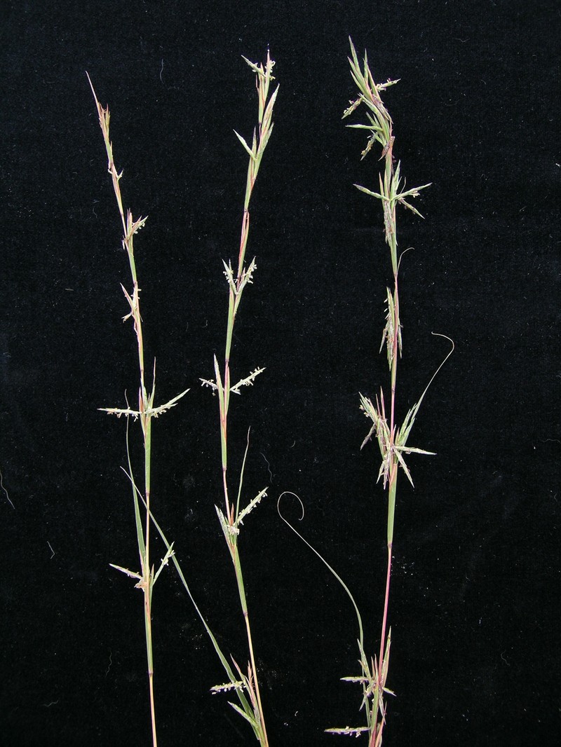Barbwire Grass photo 5