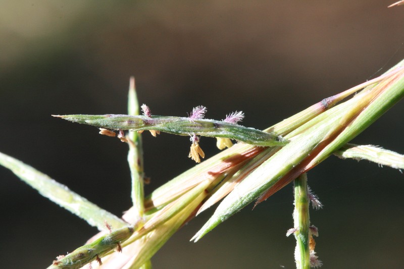 Barbwire Grass photo 2