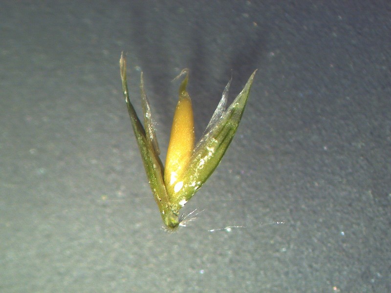 Barbwire Grass photo 3