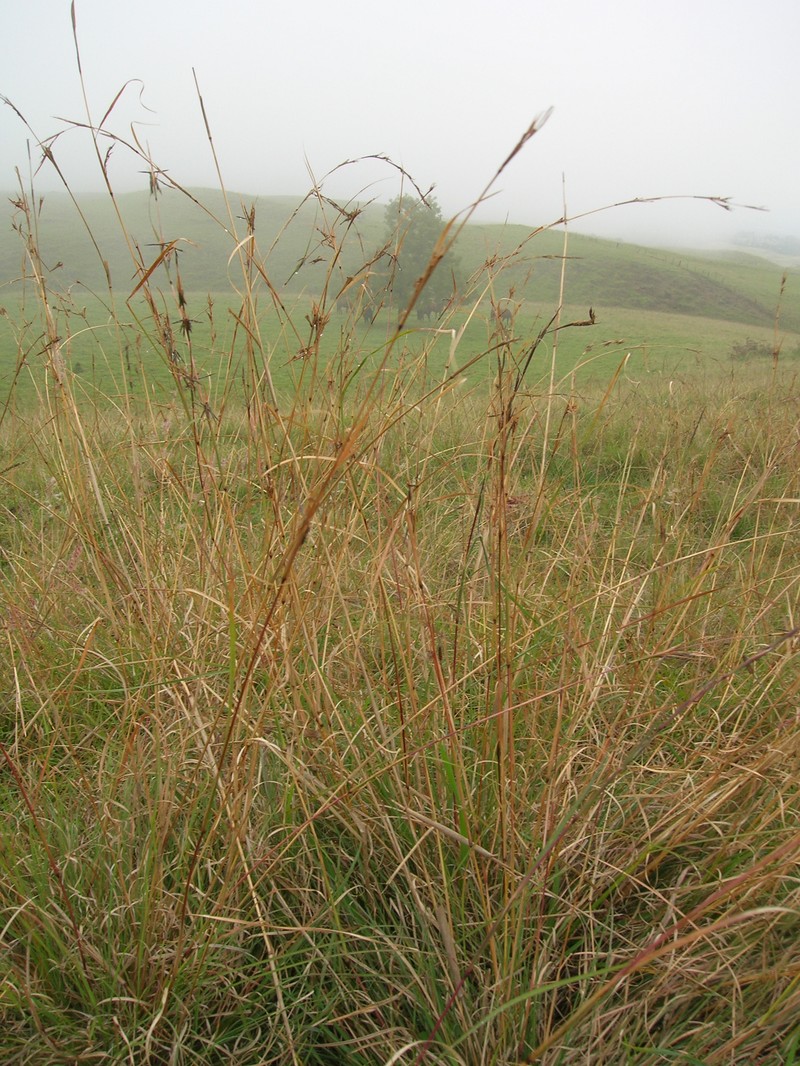 Barbwire Grass photo 4