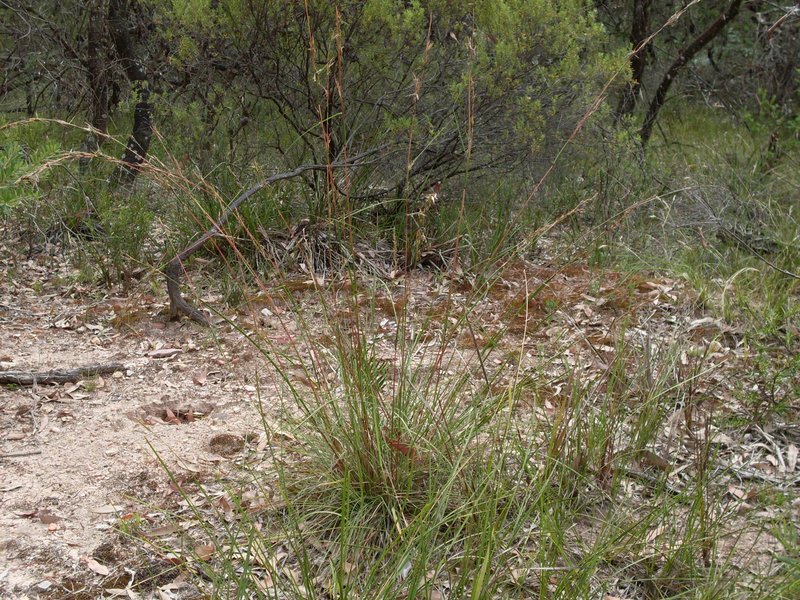 Barbwire Grass