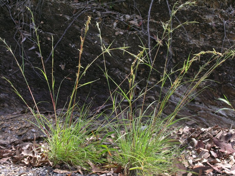 Barbwire Grass photo 6