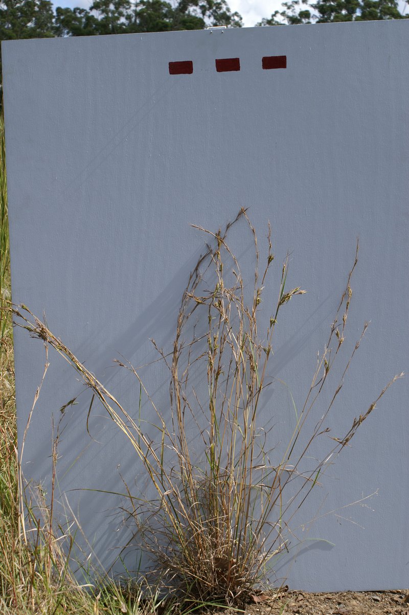 Barbwire Grass photo 8