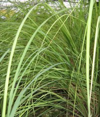 Camel Grass